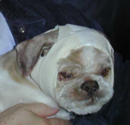 Read Brillo's battle with demodex and allergies