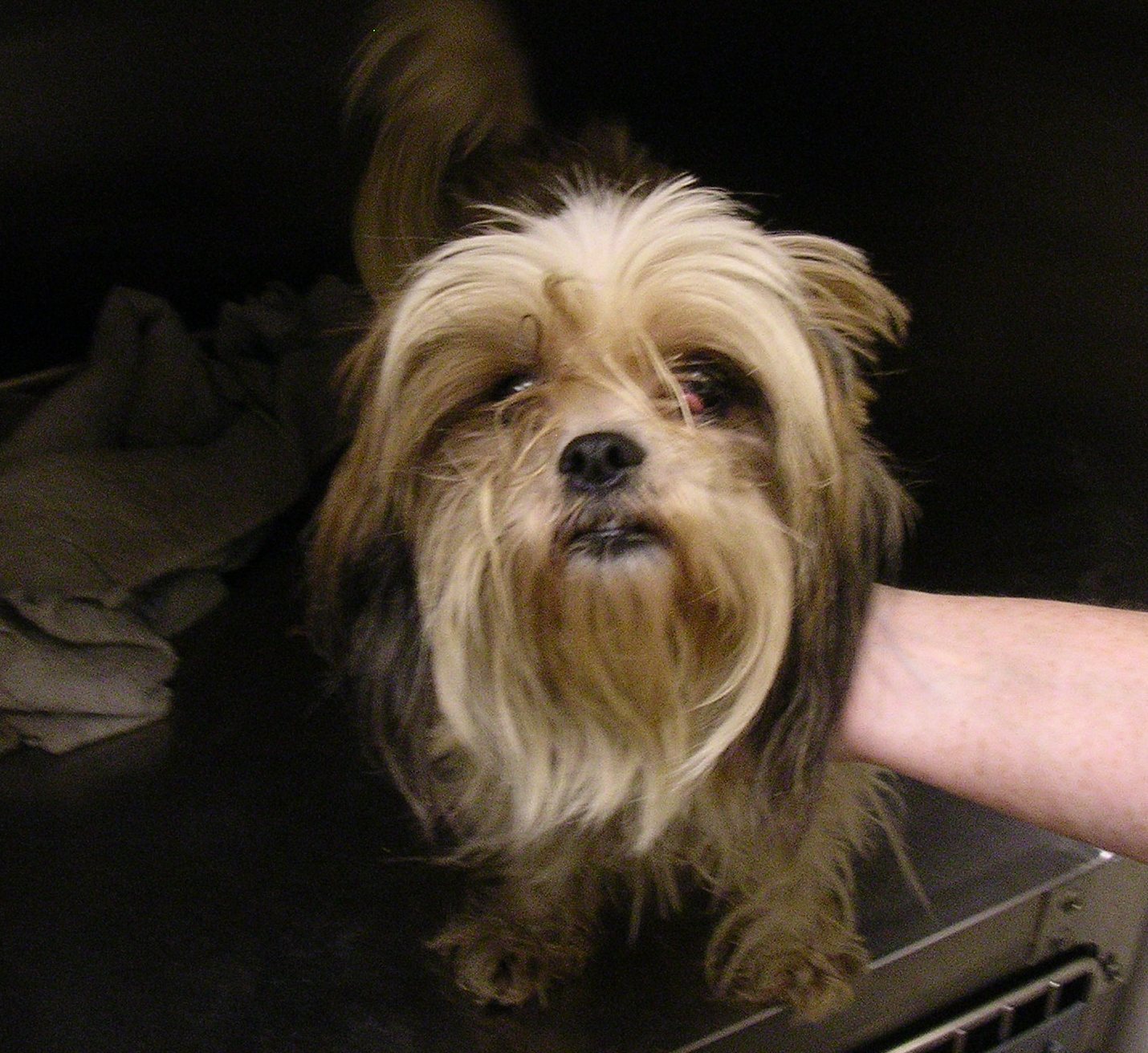 Lone Star Shih Tzu and Lhasa Apso Rescue of Texas