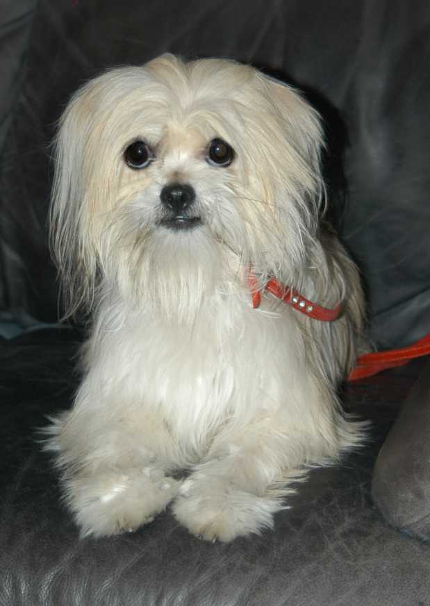 Lone Star Shih Tzu and Lhasa Apso Rescue of Texas